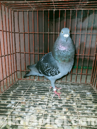 মাক্সি হুমা রানিং নর